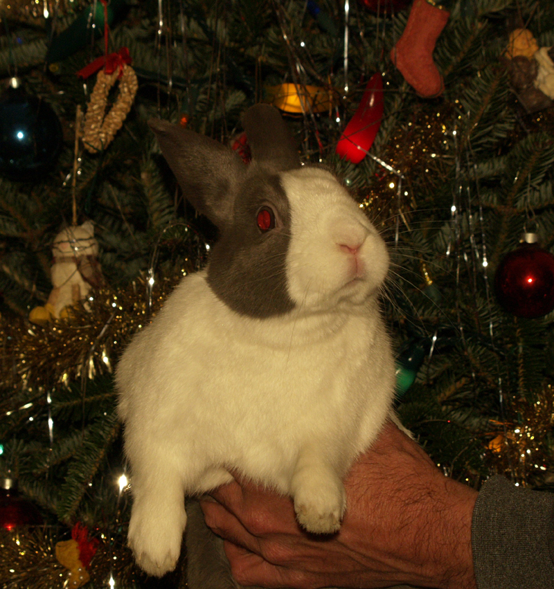 Bunny Gaby Christmas 