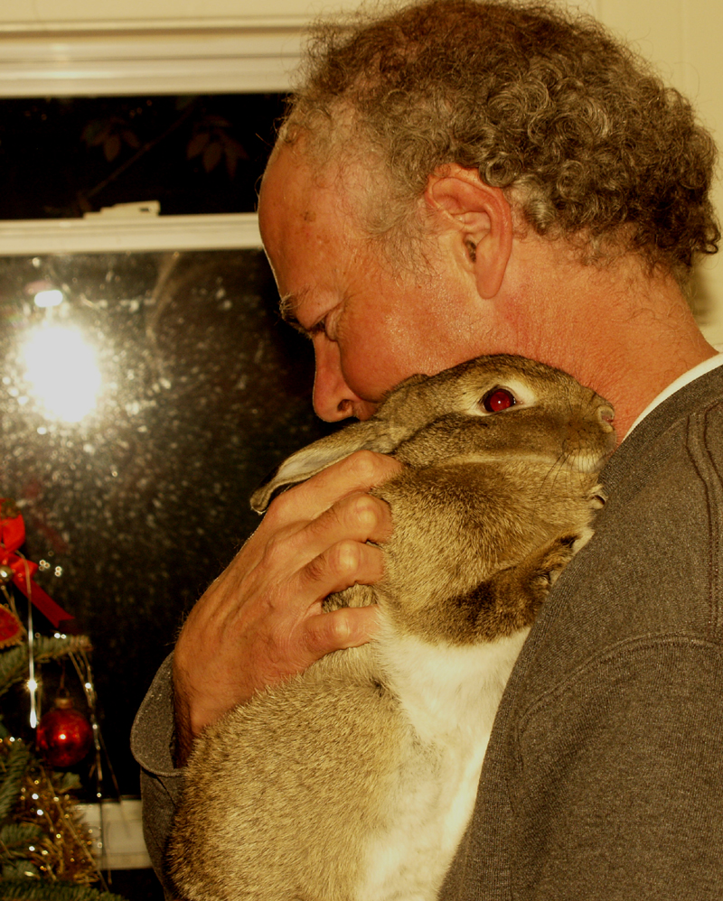 Greg and Harvey bunny Christmas Greg and Harvey bunny Christmas