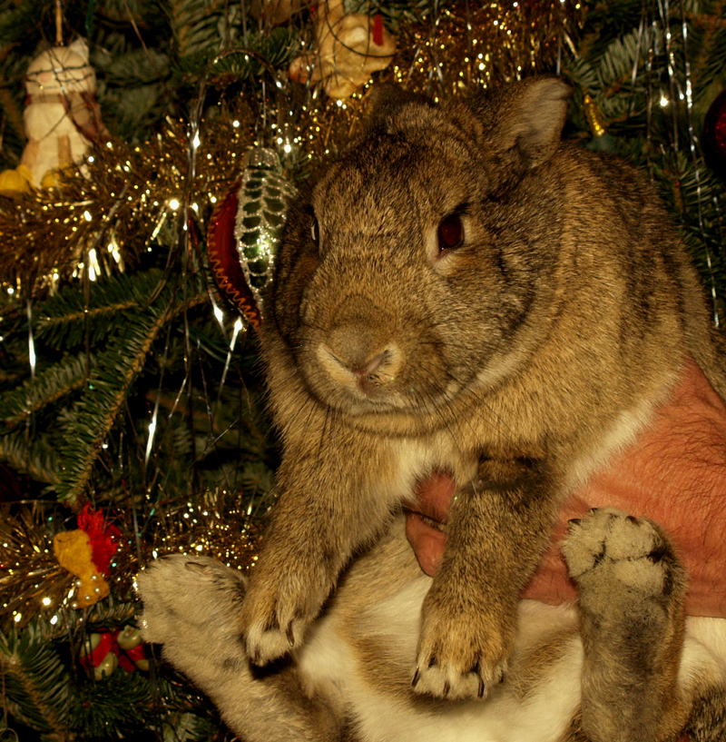 Bunny Harvey Christmas