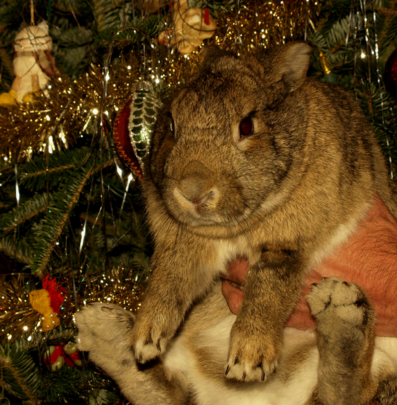 Bunny Harvey Christmas Bunny Harvey Christmas