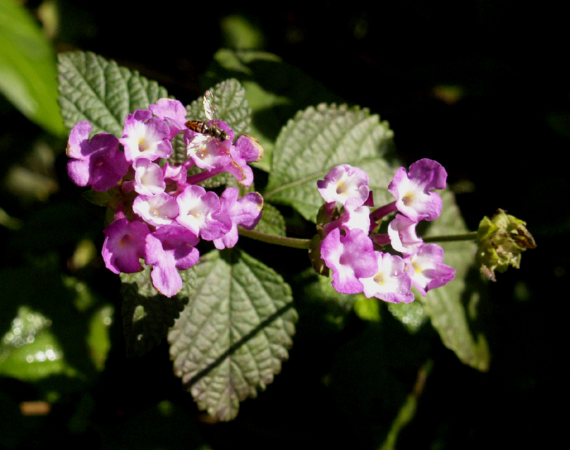 purple trailing lantana with insect