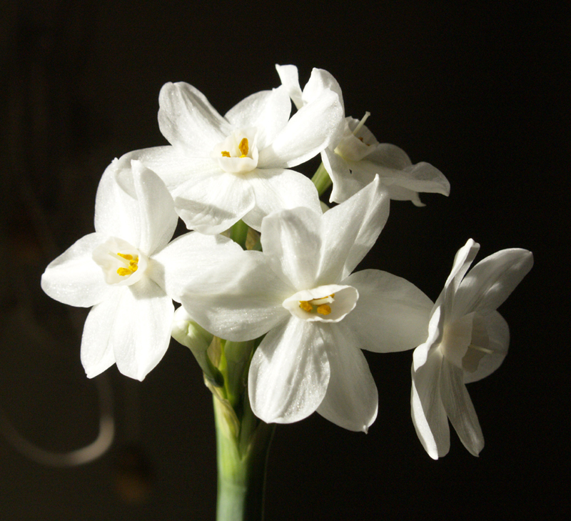 forced paperwhite narcissus