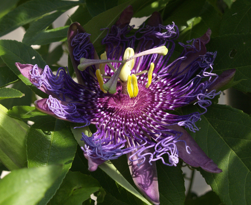 Passionvine flower