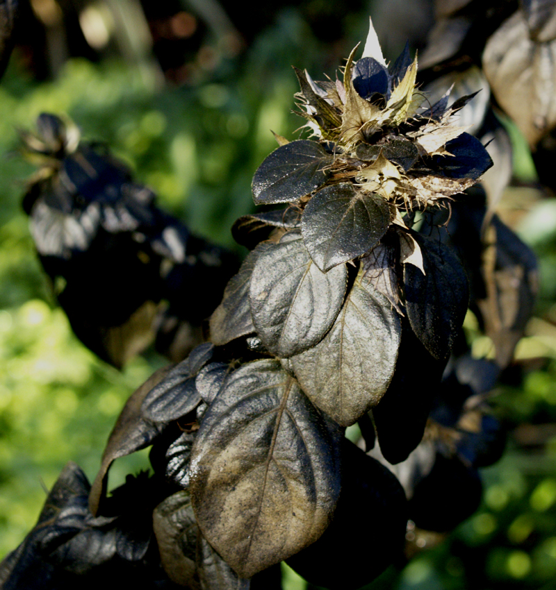 frozen Philippine violet