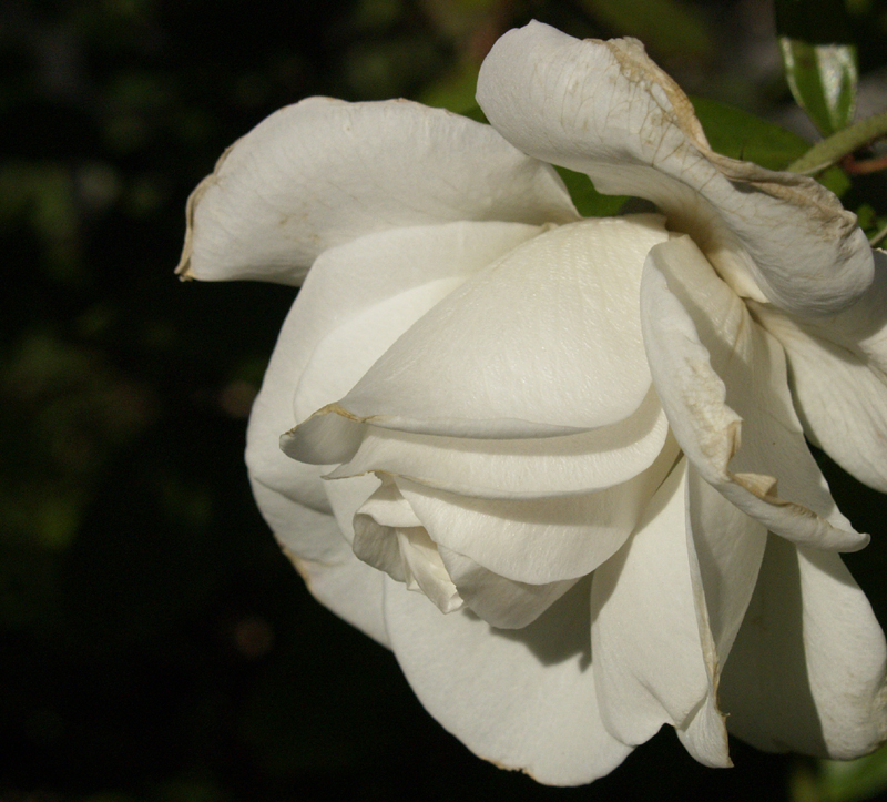 Iceberg rose nipped by frost