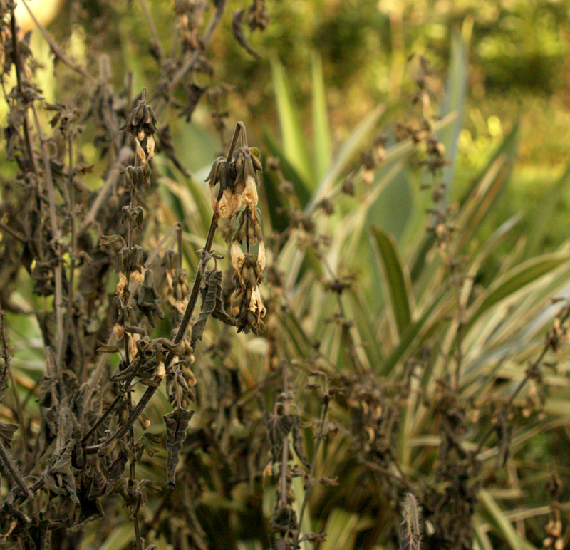 Frozen Salvia coccinea 