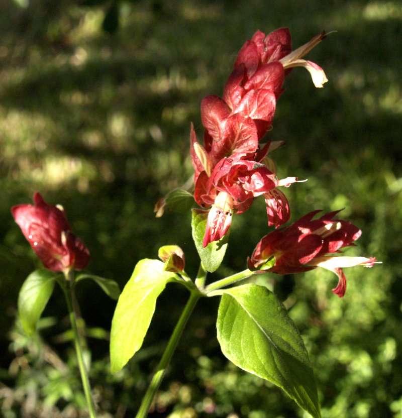 shrimp plant not frozen 