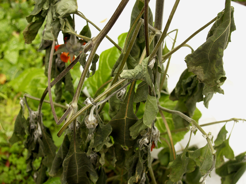 Frozen tithonia, Mexican sunflower