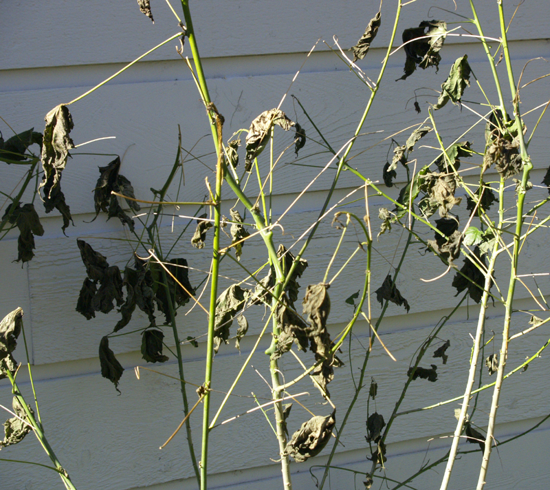 Patrick abutilon freeze damage