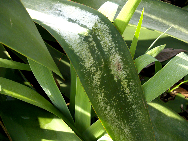 Freeze-damaged Agave celsii