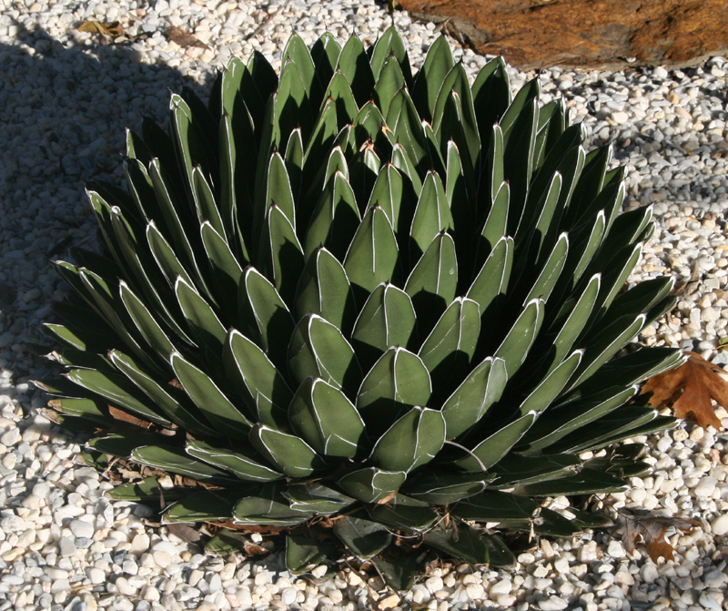 Agave victoria reginae