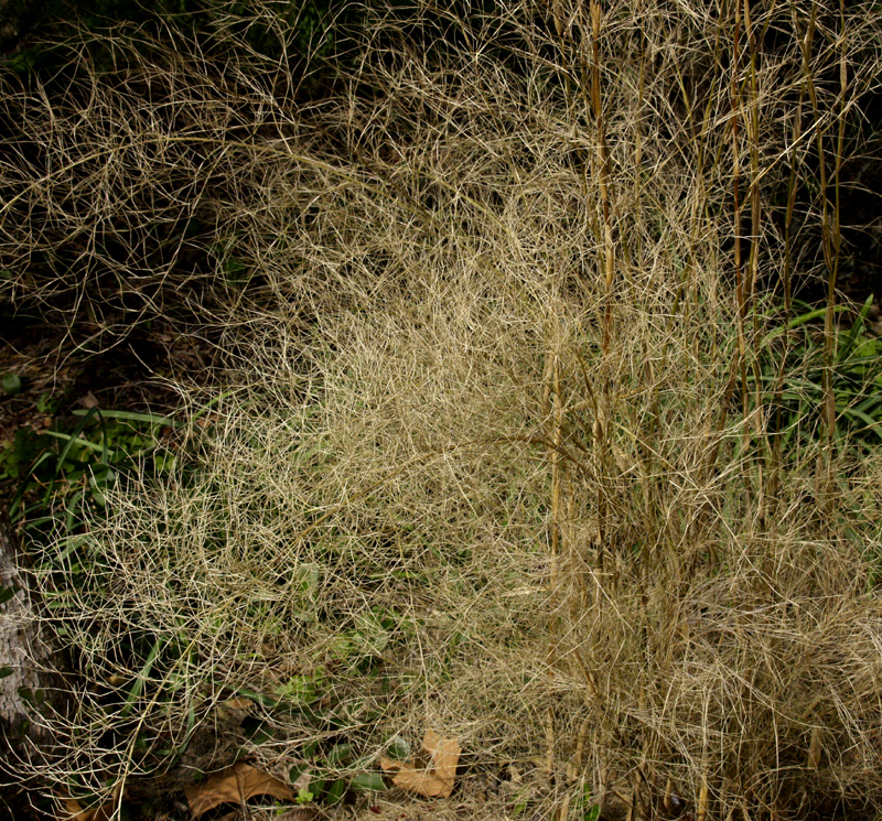 Frozen bamboo muhly