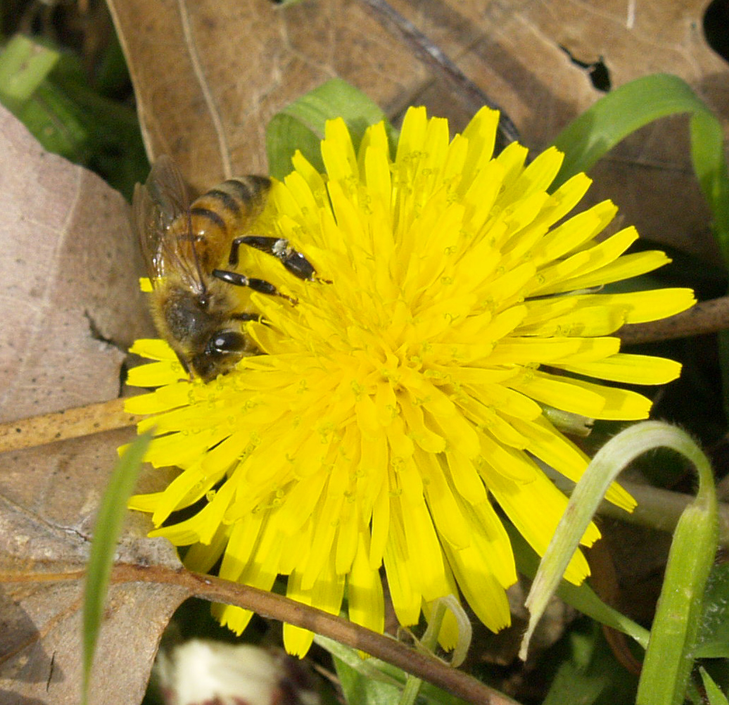 Bee on dandelion flower Bee on dandelion flower