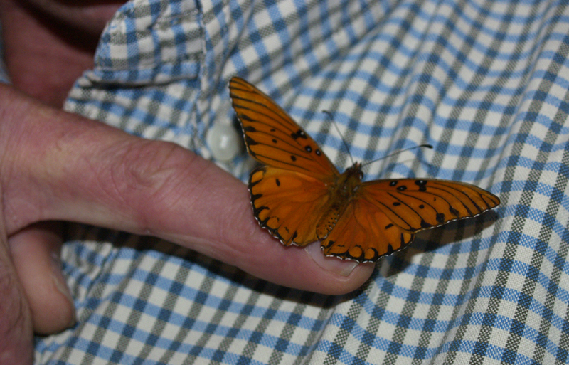 Butterfly on Greg's finger Butterfly on Greg's finger