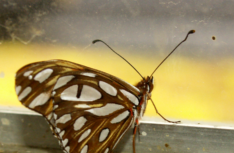 Gulf fritillary birth indoors