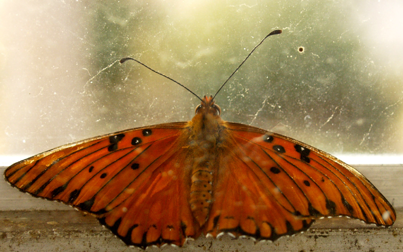 Gulf fritillary birth indoors