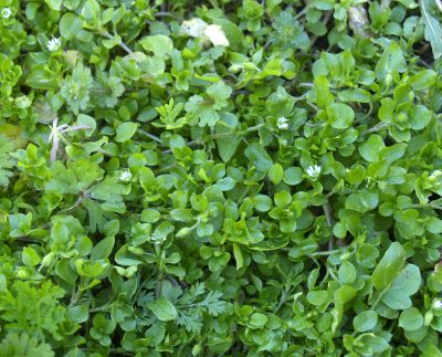 Chickweed