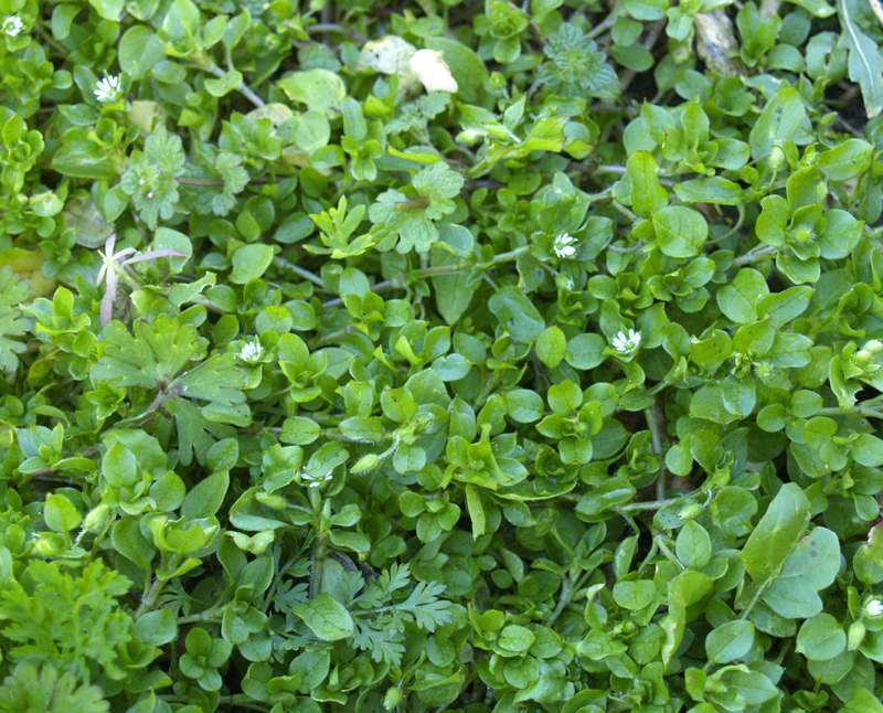 Chickweed Chickweed