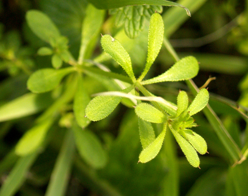 Cleavers, velcro plant