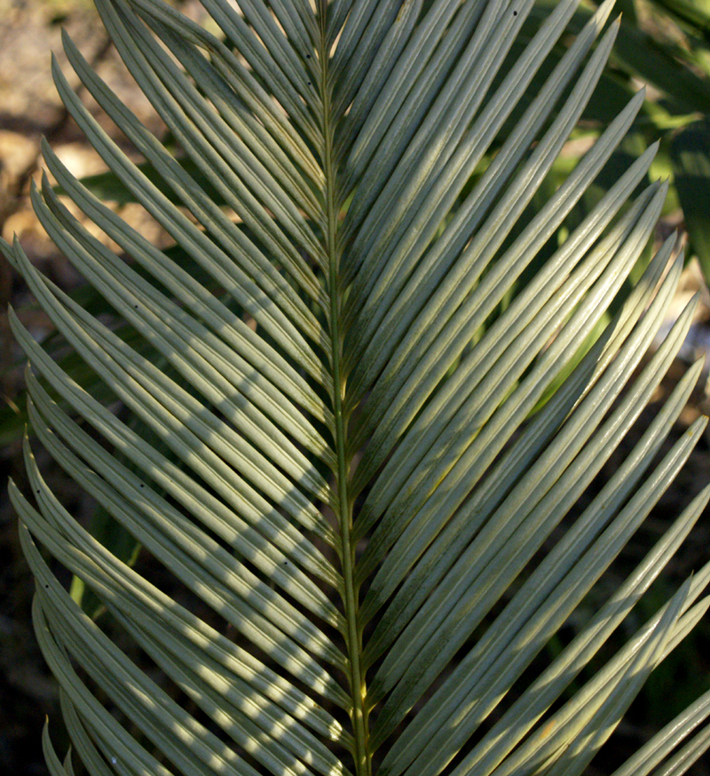 Frozen cycad, sago palm 