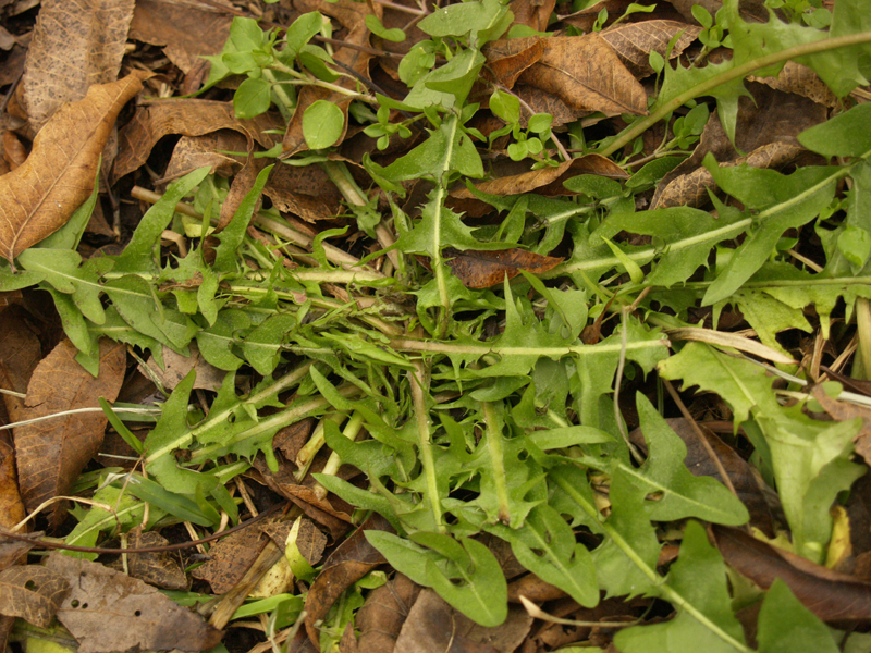 Dandelion Dandelion