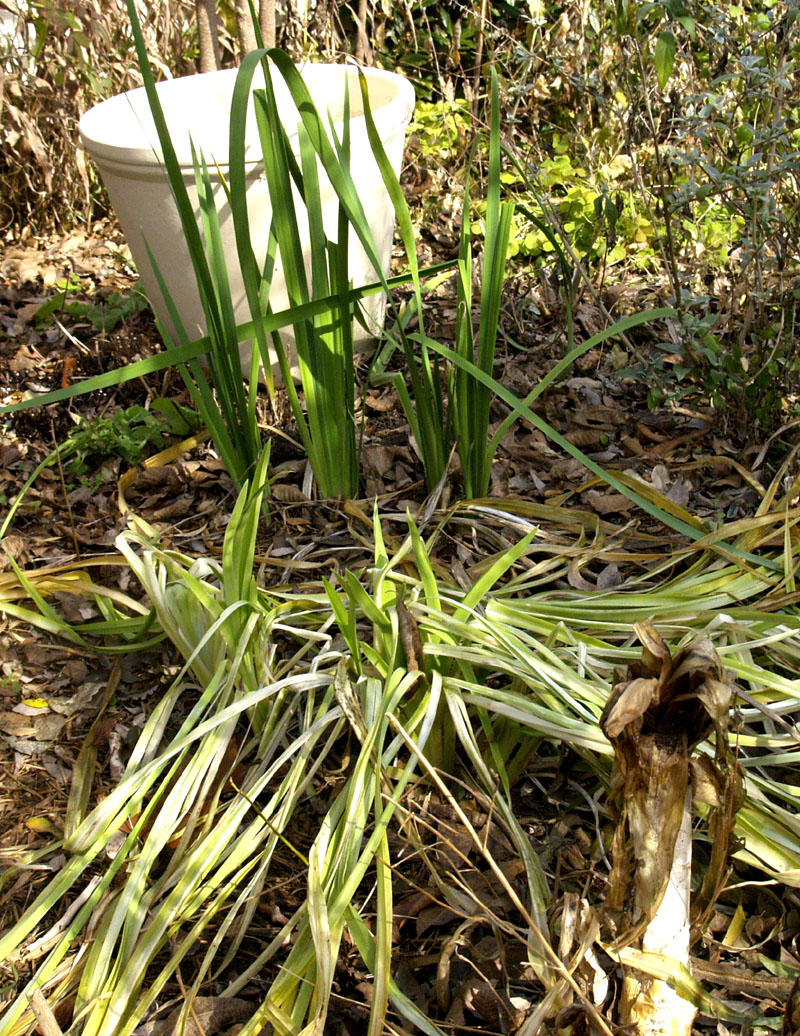 frost damaged daylily, crinum, spuria iris okay