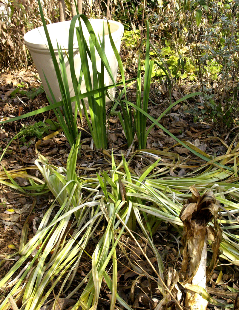 frost damaged daylily, crinum, spuria iris okay frost damaged daylily, crinum, spuria iris okay