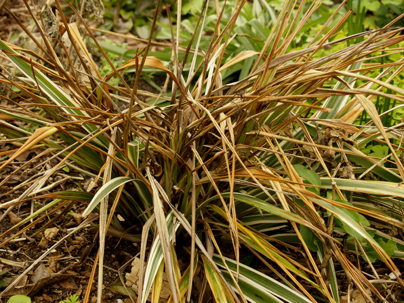 frozen variegated Dianella tasmanica