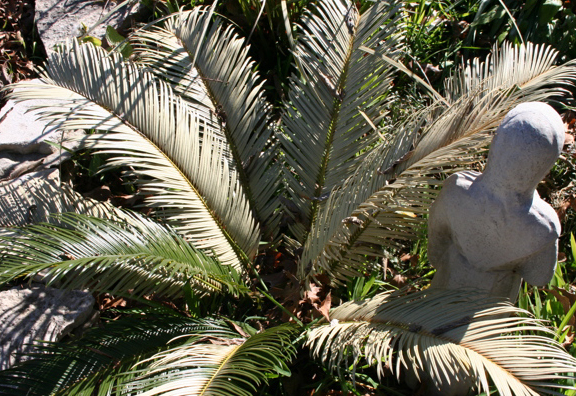 Frozen cycad, sago palm 