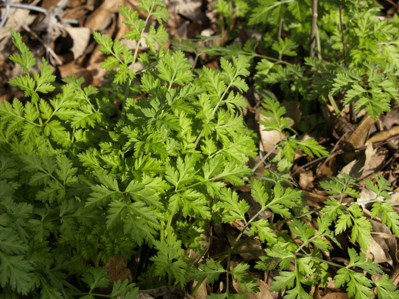 False carrot