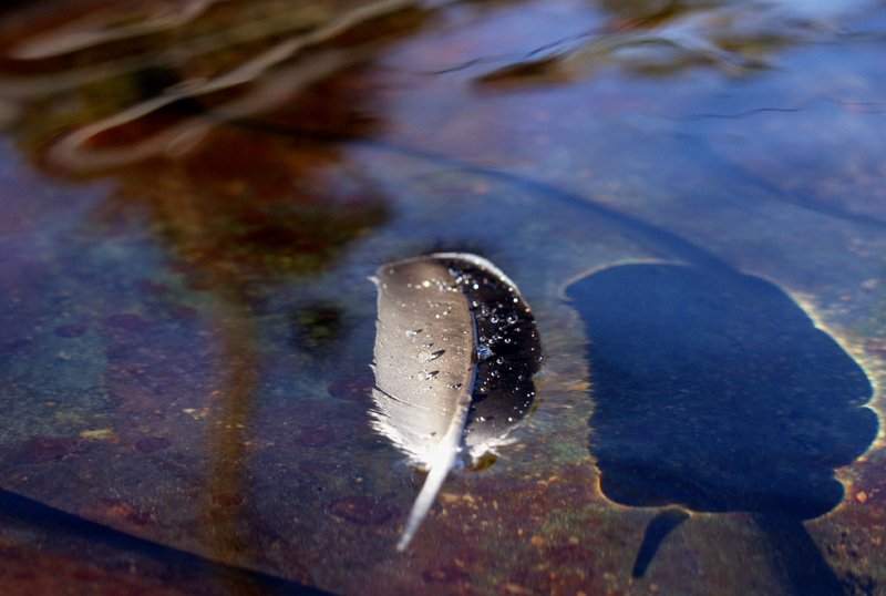 bird feather on birdbath 