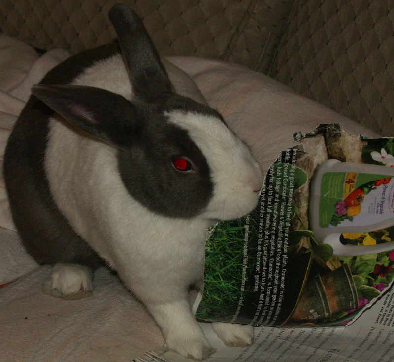 Bunny Gaby devours Texas Gardener magazine 