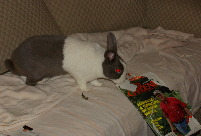 Bunny Gaby loves Texas Gardener magazine Bunny Gaby loves Texas Gardener magazine