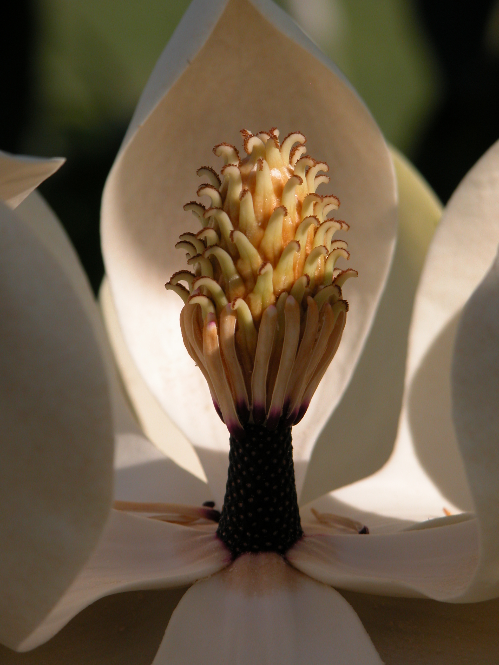 Magnolia tamaulipana Peckerwood Garden