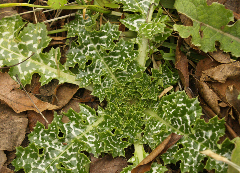 Milk thistle Milk thistle