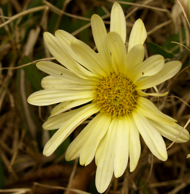 Butterpat mum winter 