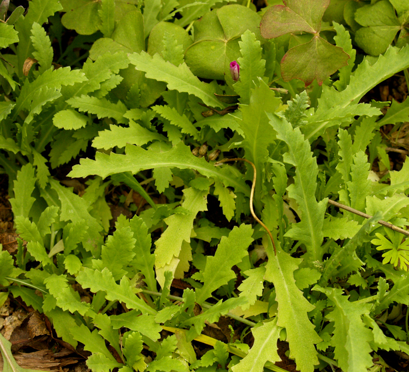 poppy seedlings