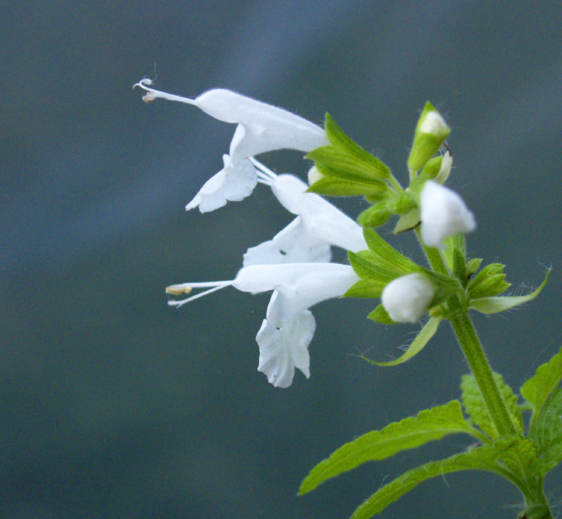 Salvia coccinea in winter patio greenhouse 