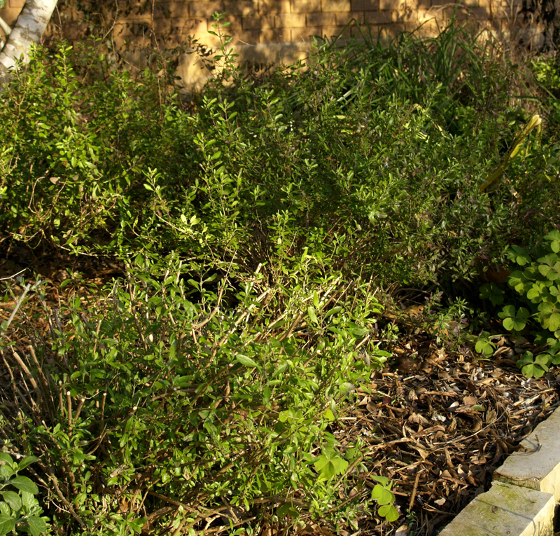 pruned salvia greggii pruned salvia greggii