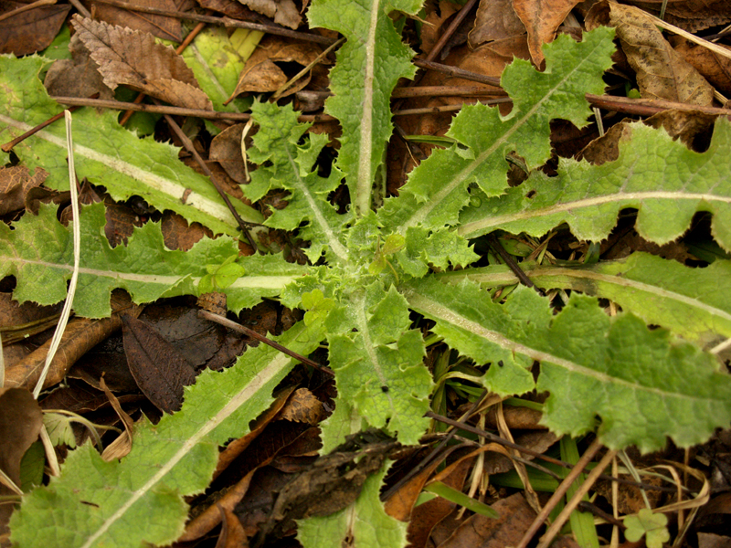 Thistle in grass