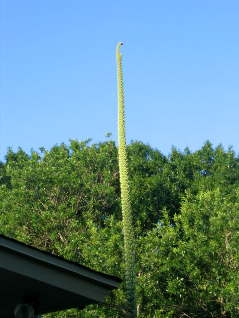 Queen Victoria agave flower stalk, Sharon Nettle