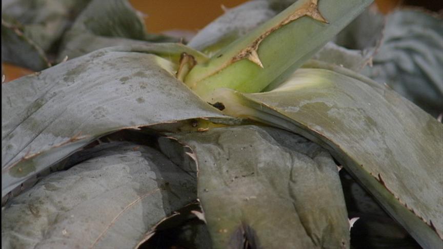 dead frozen agave