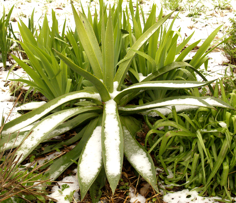 Agave celsii in snow