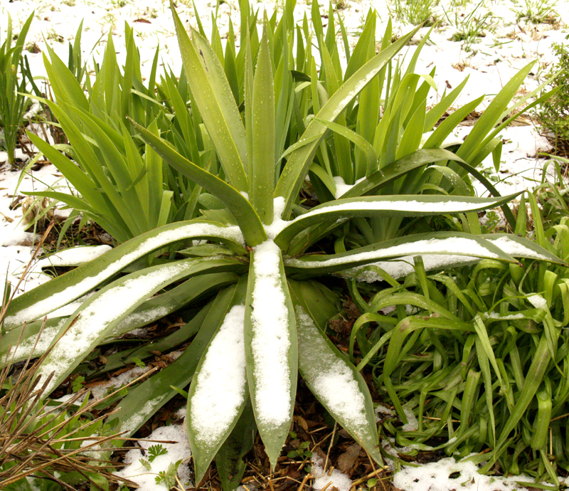 Agave celsii in snow Agave celsii in snow