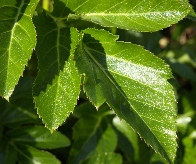 Angelica pachycarpa 