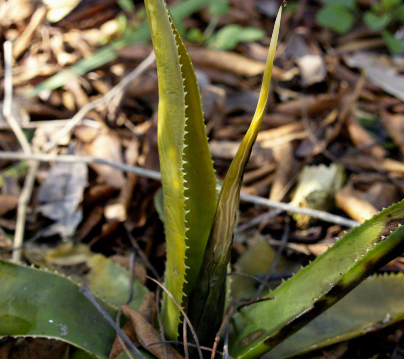 Frozen agave celsii Frozen agave celsii