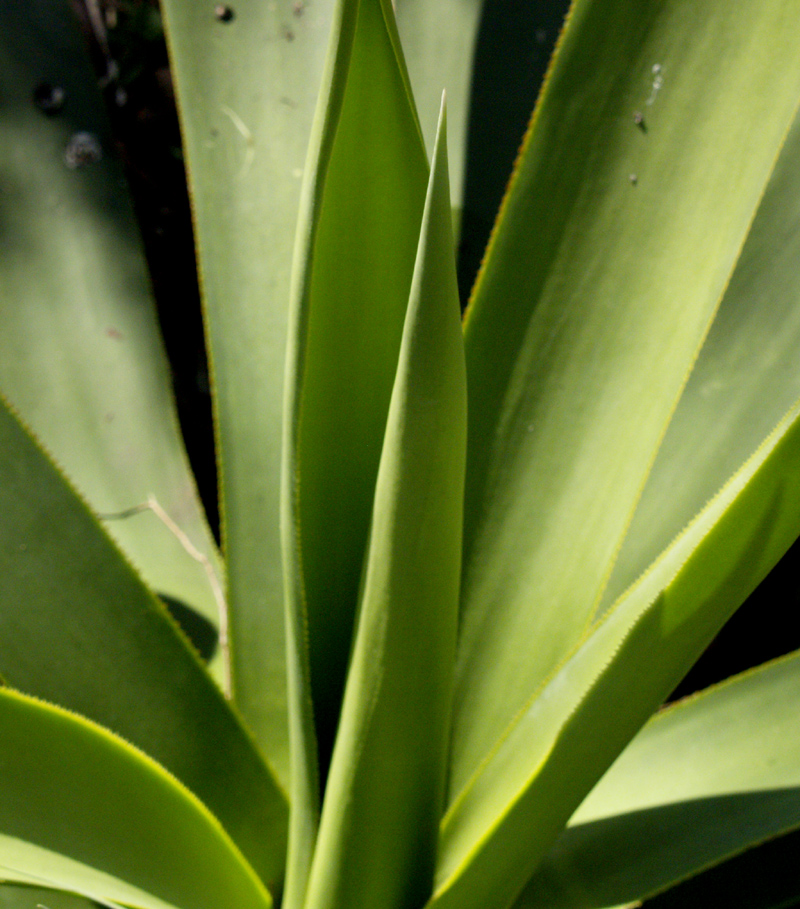 Agave celsii