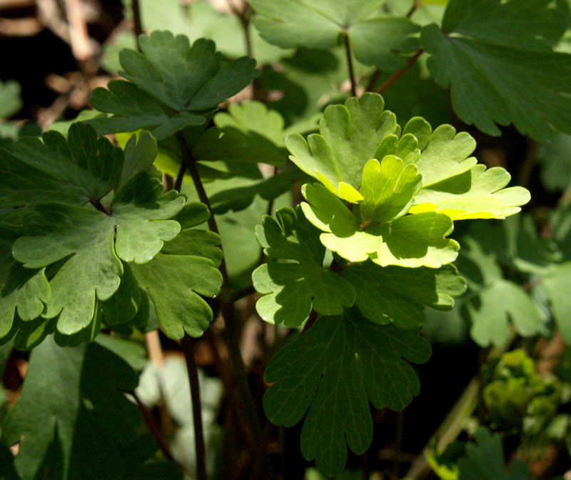 Columbine new foliage 