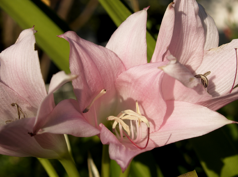 Pink crinum 