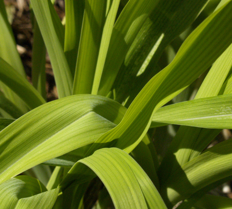 Daylily foliage Daylily foliage